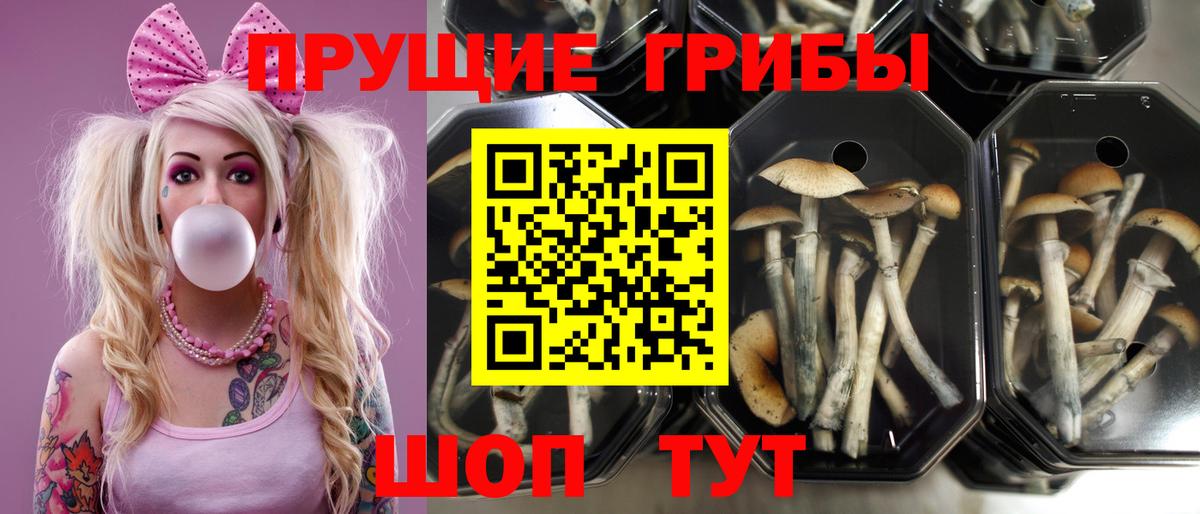 Псилоцибиновые грибы MAGIC MUSHROOMS  Галлюциногенные грибы мицелий  Качканар  Вход с VPN 